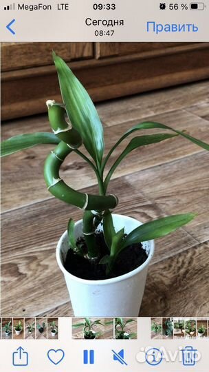 Бамбук Лаки бесплатно