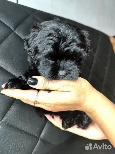 Русская цветная болонка, Щенки