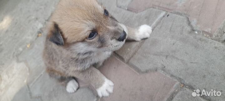 Щенки в добрые руки