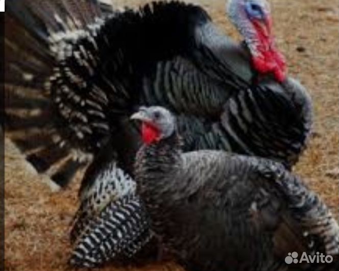 Индюки индюшата