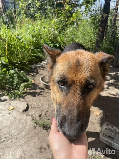 Собака немецкая овчарка девочка