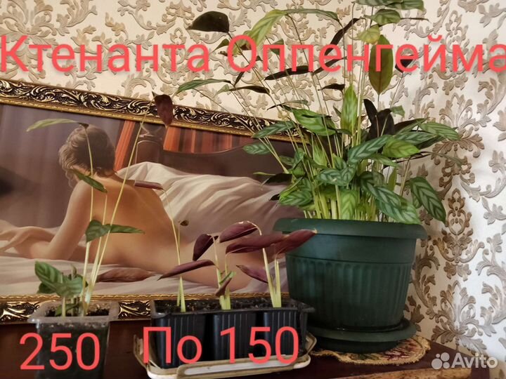 Продам цветы комнатные