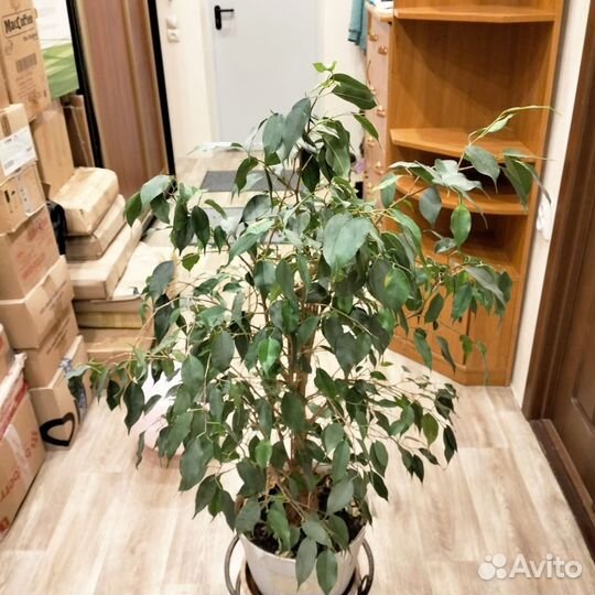 Фикус Бенжамина 82см номер 1