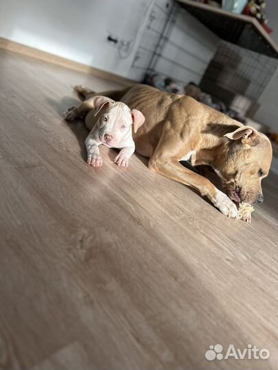 Щенки питбультерьера