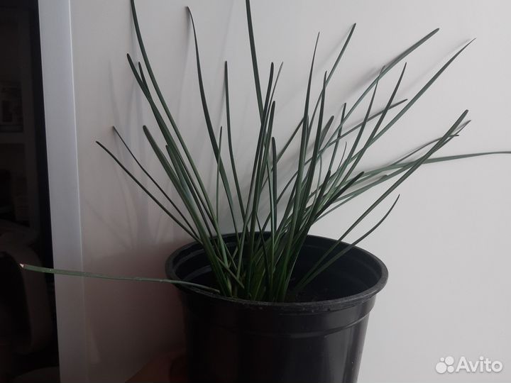 Зефирантес белый