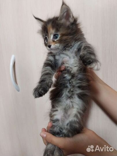 Котята мейн-кун