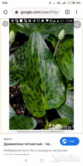 Многолетники