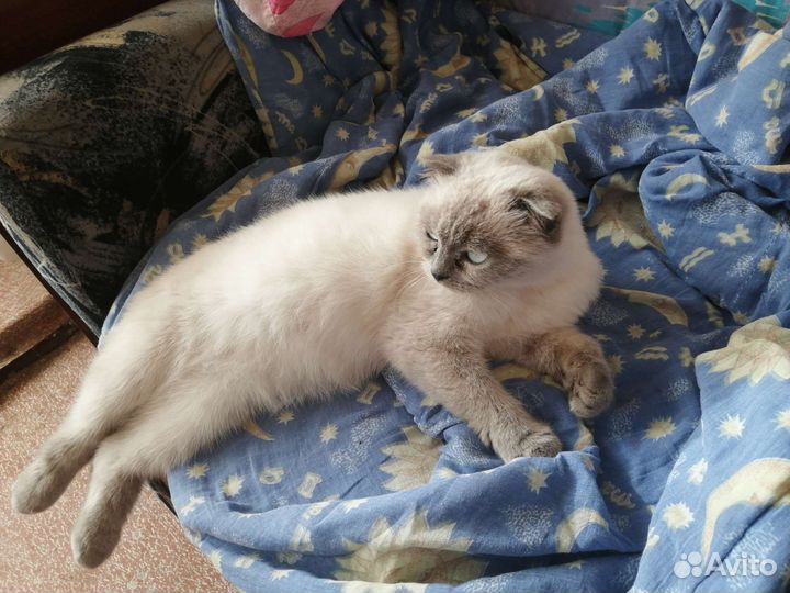 Британская вислоухая кошка