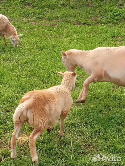 Катумский баран