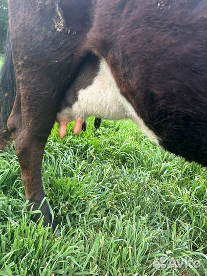 Дойная корова