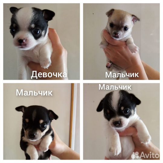 Щенки чихуахуа