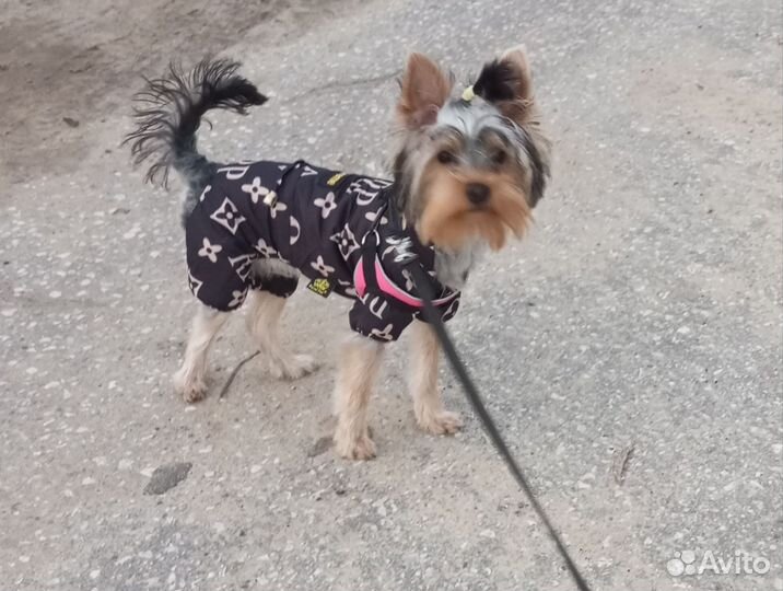 Одежда для маленьких собак