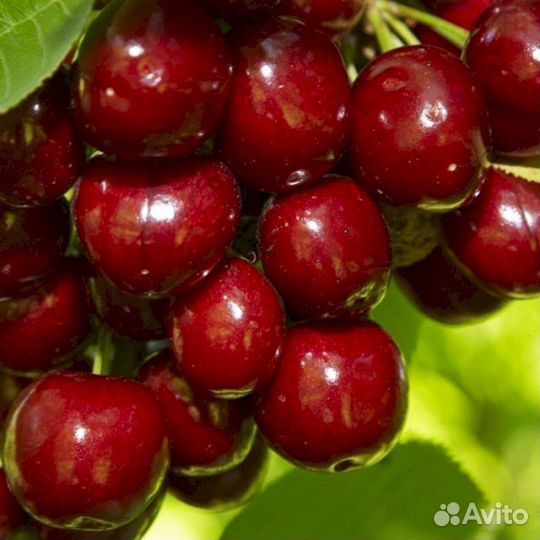 Саженцы черешни Аннушка (всл-2 полукарлик)