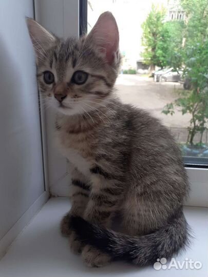 Маленькая сибирская кошечка для души и сердца