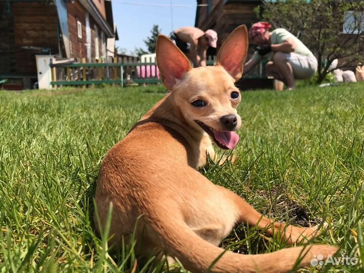 Вязка той-терьер (девочка)