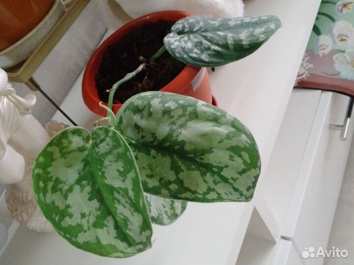 Сциндапсус Марбл квин, Треби, Золотистый