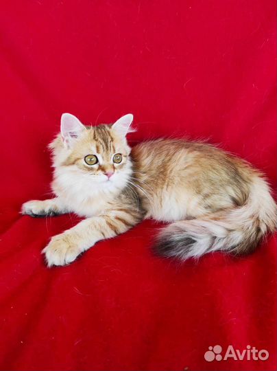 Британская длинношерстная золотая шиншилла