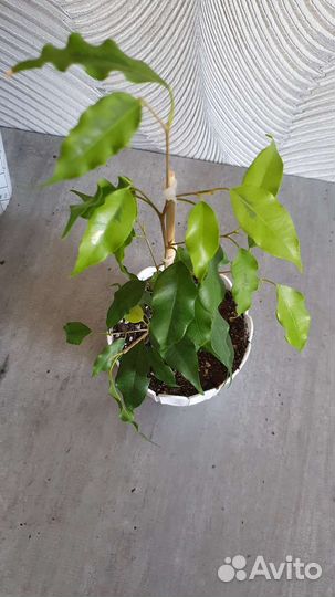 Фикус голден моник обмен