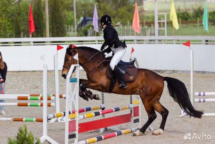 Продам жеребца