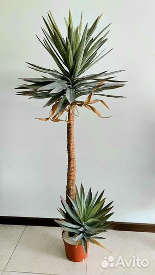 Искусственное дерево растение агава