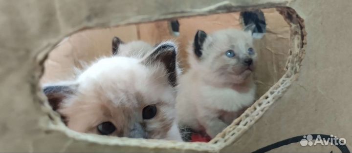 Тайские котята
