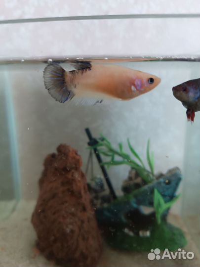 Аквариум с рыбками