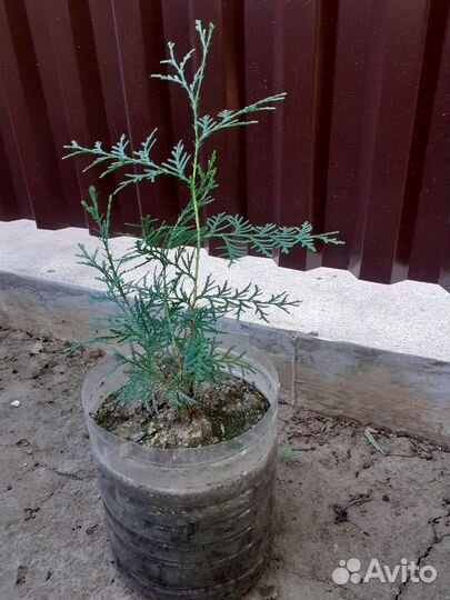 Можжевельник Казацкий, Туя