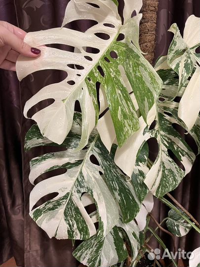 Монстера вариегатная альба