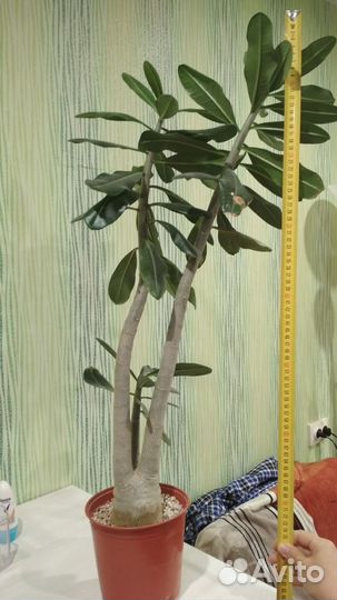 Адениум взрослый Арабикум Пирл