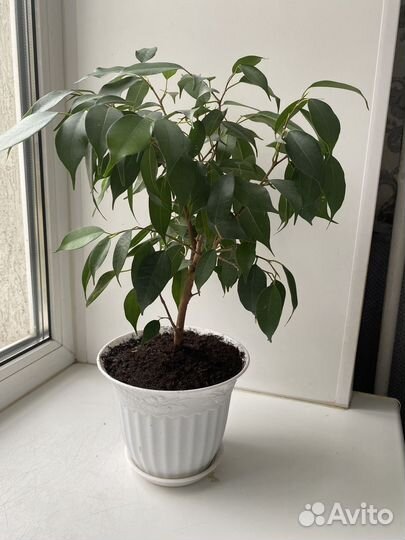 Комнатные растения