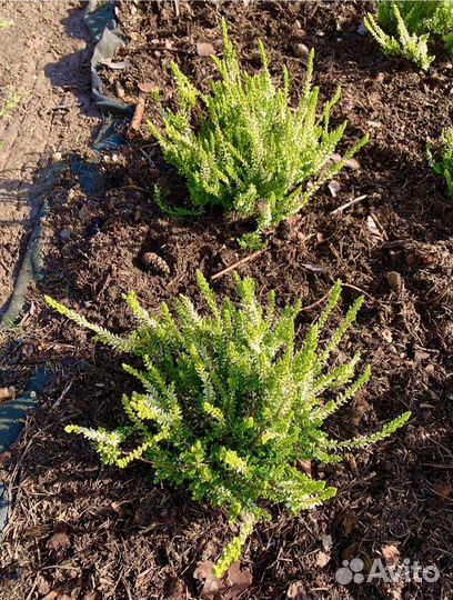 Хвойный опад