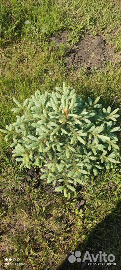 Ель голубая