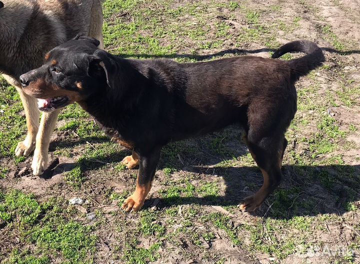 Метис ротвейлера в беде