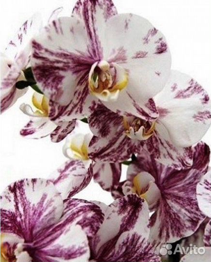 Орхидея фаленопсис Азия Европа нецветущие