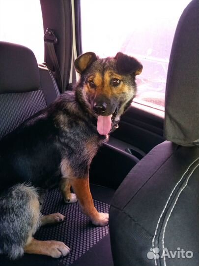 Отдам в добрые руки