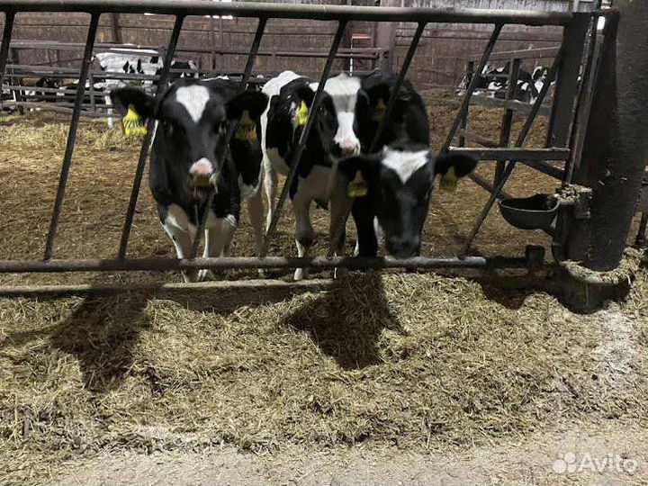 Телята бычки, тёлки