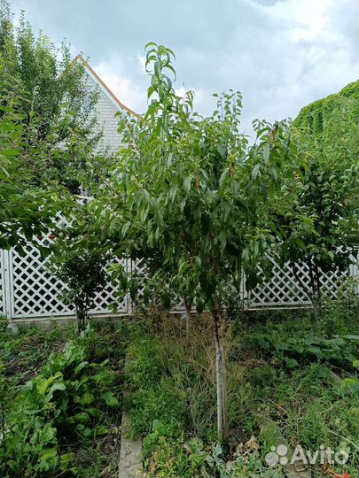 Персик, миндаль, груши, шарафуга и др