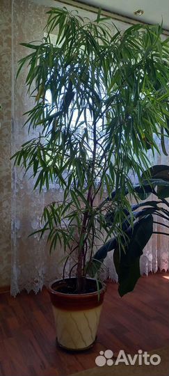 Фикус бенджамина большой