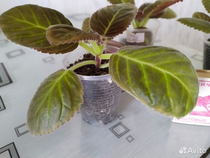 Детки глоксинии сорт 