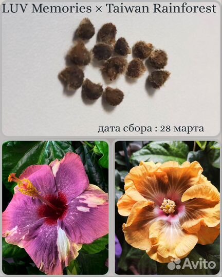 Семена сортовых гибискусов