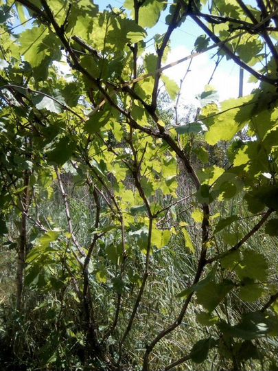 Дача 17 м² на участке 6,8 сот.