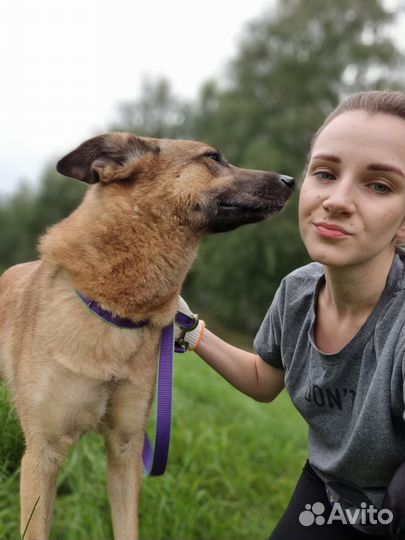 Ласковая, красивая собака в добрые руки