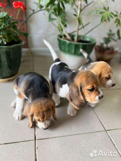 Бигль,щенки