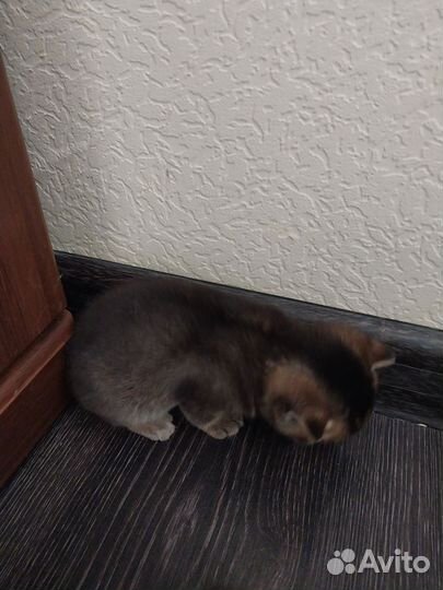 Шотландские котята