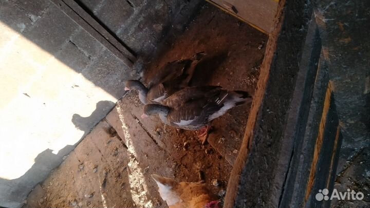 Дикие серые гуси