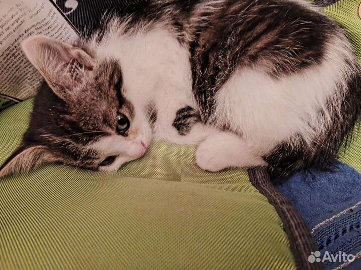 Котёнок в добрые руки бесплатно