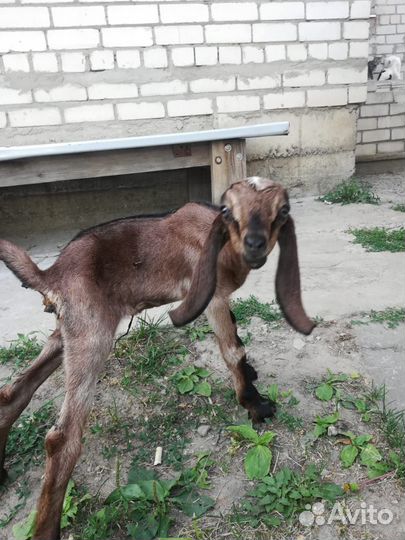 Коза нубийская