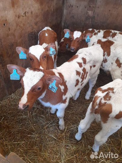 Бычки телята на откорм