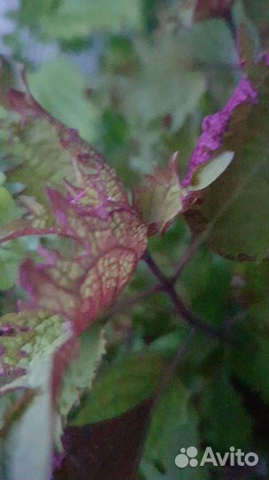 Колеусы вегетативные