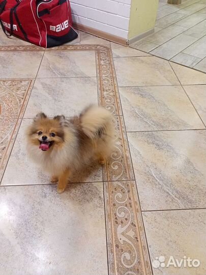 Померанский шпиц